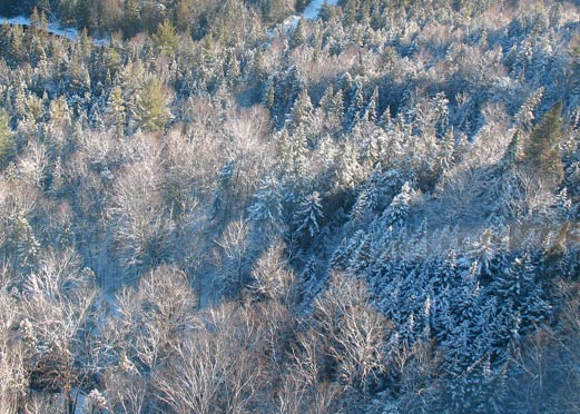 Lake Placid Trees